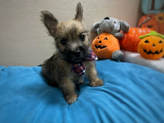 [#6989] whtn Male Cairn Terrier Puppies for Sale