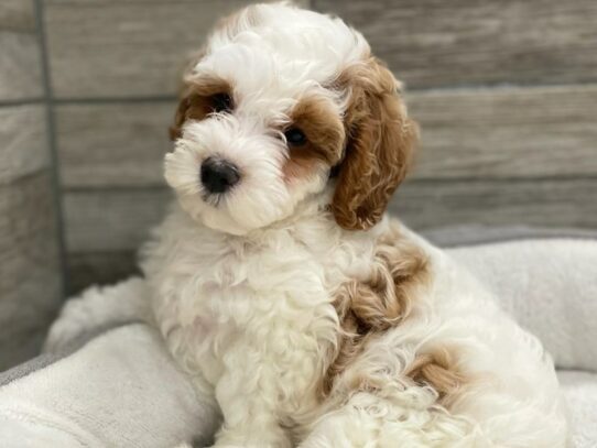 [#9912] White & Red Male Miniature Goldendoodle Puppies for Sale