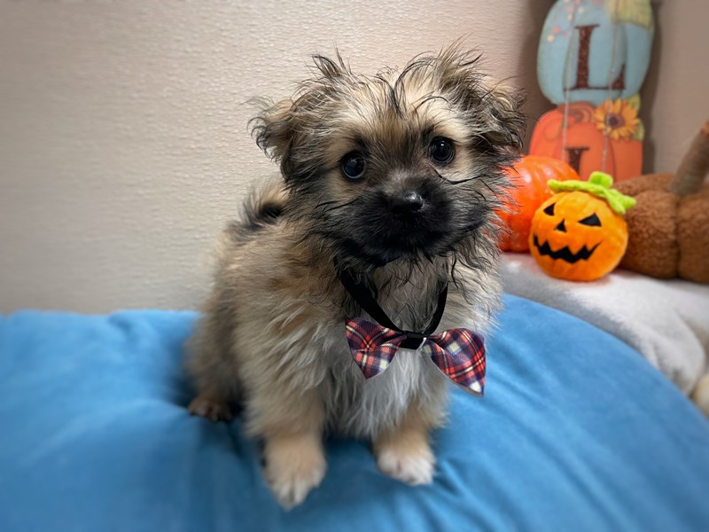 Pomapoo - 7006 Image #1