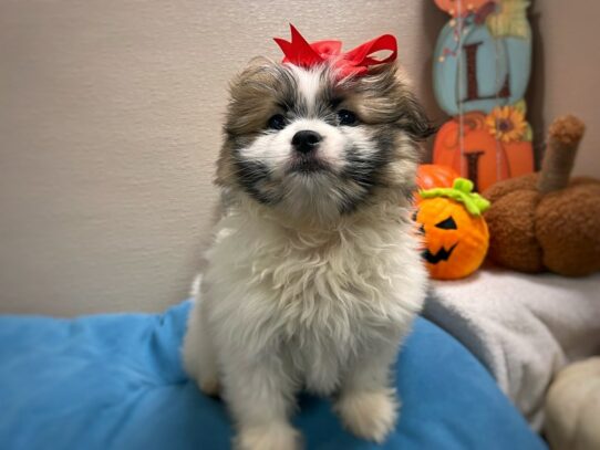 [#7011] sbl & wh Female Shiranian Puppies for Sale
