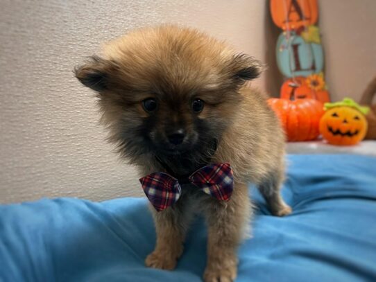 [#7017] org sbl Male Pomeranian Puppies for Sale