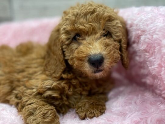 [#9923] Red Female Miniature Goldendoodle Puppies for Sale