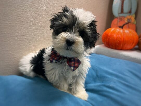 [#7021] wh, blk & tn Male Morkie Puppies for Sale