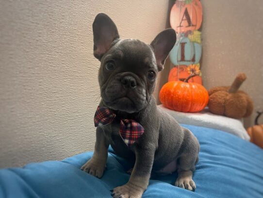[#7019] bl & tn Male French Bulldog Puppies for Sale