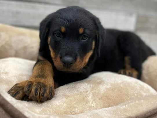 [#9924] Black & Rust Male Rottweiler Puppies for Sale