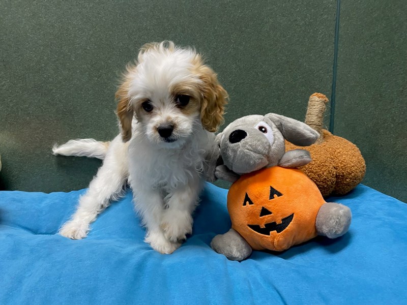 Cavapoo - 7004 Image #1