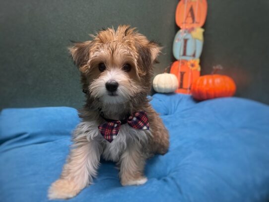 [#6992] gld Male Yorkiepoo Puppies for Sale