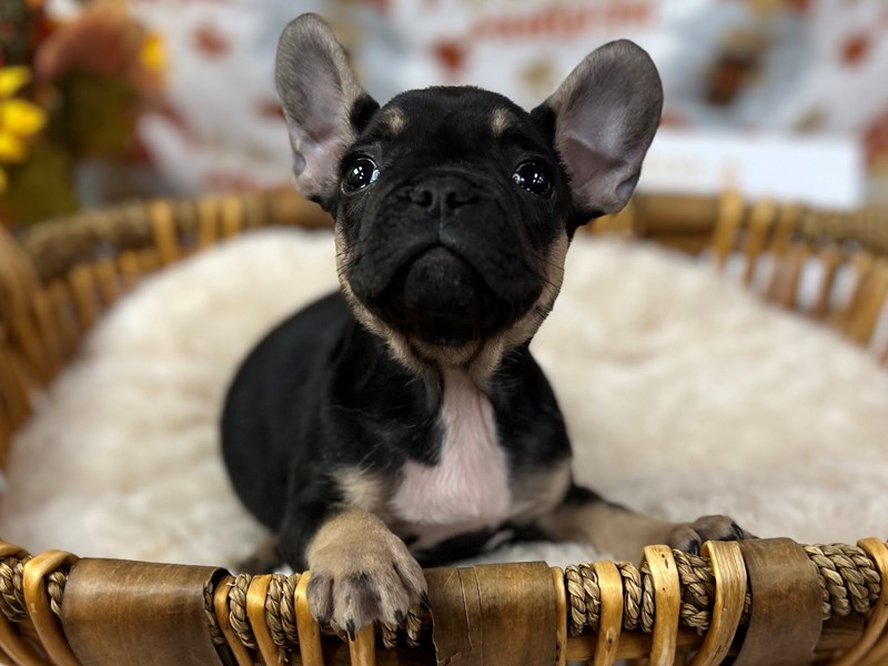 French Bulldog - 9938 Image #1