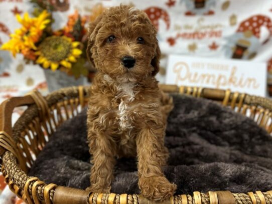 [#7040] Red Female F1B Mini Goldendoodle Puppies for Sale