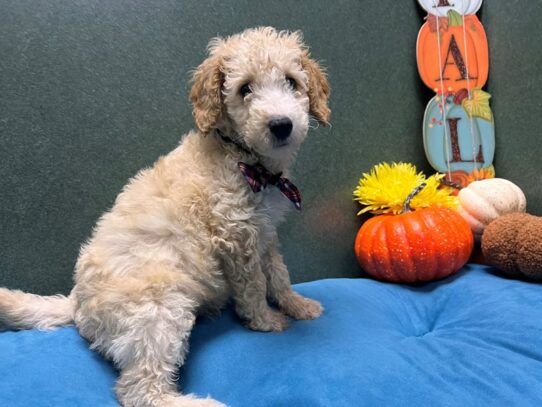 [#7028] apct Male Mini Goldendoodle Puppies for Sale