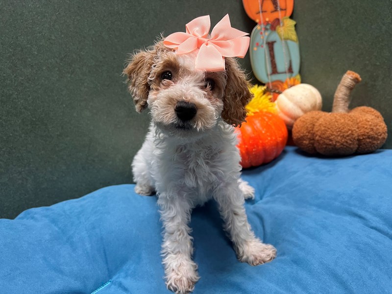 Mini Goldendoodle - 7027 Image #1