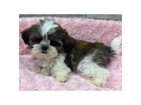 [#9930] Red & White Female Shih Tzu Puppies for Sale