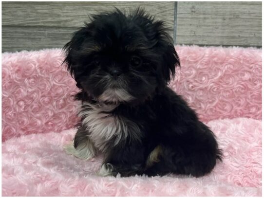 [#9931] Black Tan & White Female Shih Tzu Puppies for Sale