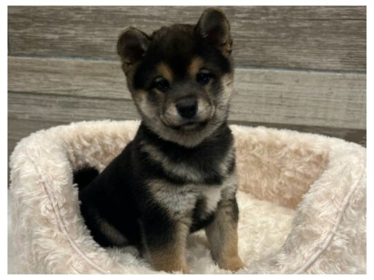 [#9932] Black & Tan Male Shiba Inu Puppies for Sale