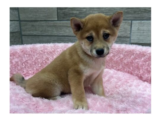 [#9933] Red Sesame Female Shiba Inu Puppies for Sale