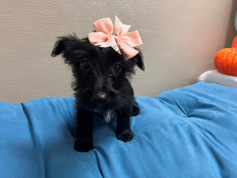 Scottish Terrier - 7005 Image #1