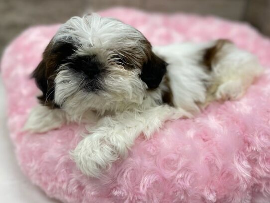 [#9948] Red & White Female Shih Tzu Puppies for Sale