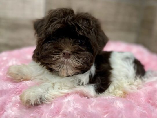 [#9950] Chocolate & White Female Havanese Puppies for Sale