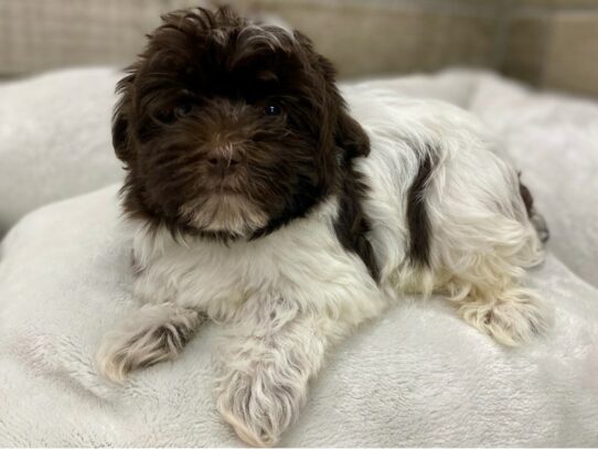 [#9949] Chocolate & White Male Havanese Puppies for Sale