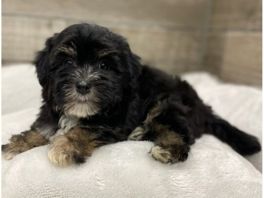 [#9944] Black & Tan Male Havanese Puppies for Sale