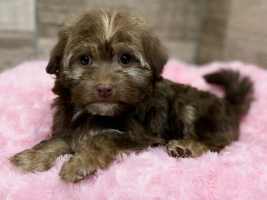 [#9945] Chocolate Sable Female Havanese Puppies for Sale