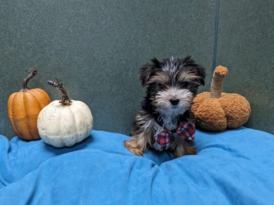 [#7036] blk & tn, wh mkgs Male Yorkshire Terrier Puppies for Sale