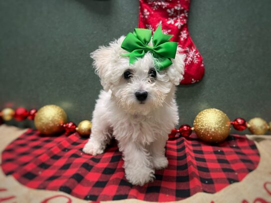 [#7030] wh Female Bichon Frise Puppies for Sale