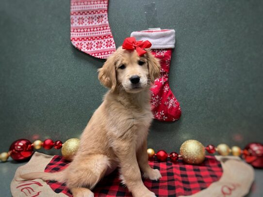 [#7035] gldn Female Golden Retriever Puppies for Sale