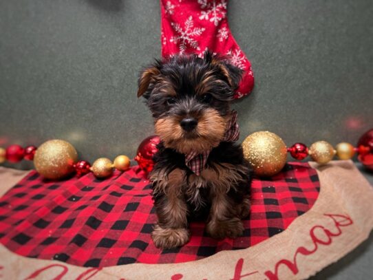[#7029] blk & tn Male Yorkshire Terrier Puppies for Sale