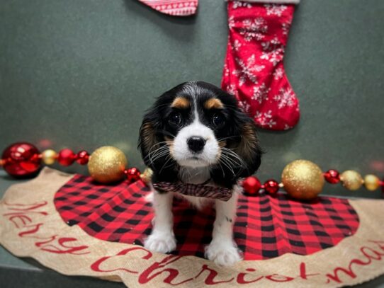 [#7031] wh blk & tn Male Cavalier King Charles Spaniel Puppies for Sale