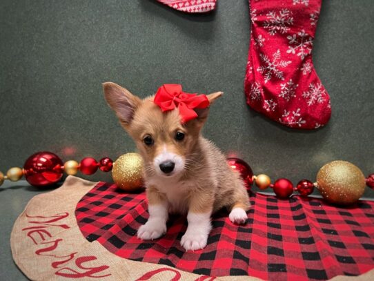 [#7038] rd & wh Female Pembroke Welsh Corgi Puppies for Sale