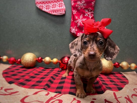 [#7043] chlt & tn dppl Female Miniature Dachshund Puppies for Sale