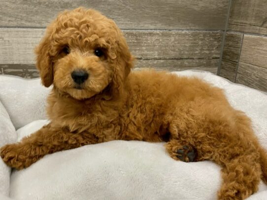 [#9951] Red Male Miniature Goldendoodle Puppies for Sale