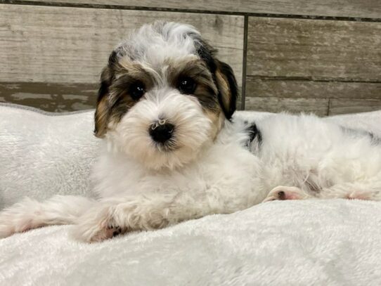 [#9952] Black White & Tan Male Yorkiepoo Puppies for Sale