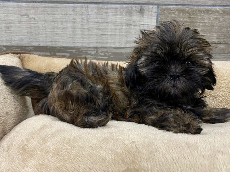 Brindle shih tzu sales puppies for sale