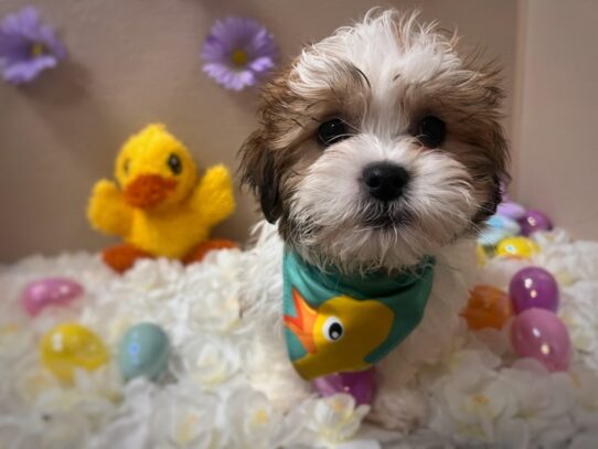 Toy teddy bear cheap puppies for sale
