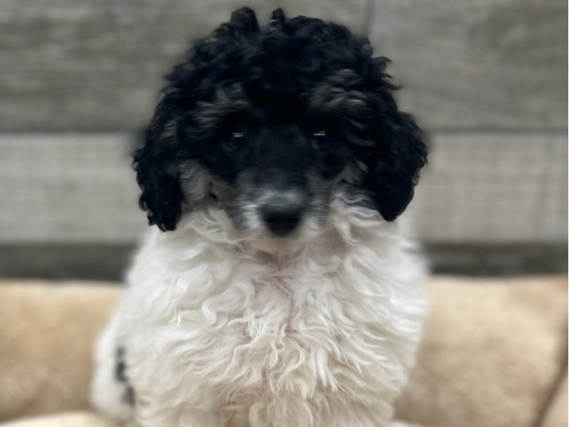 Miniature Poodle Puppies For Sale Petland San Antonio, TX