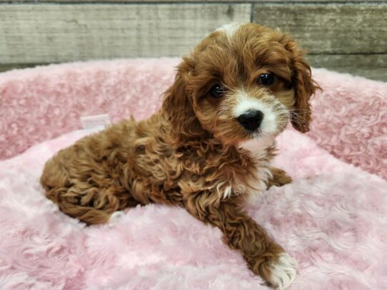 Female puppies for sales sale