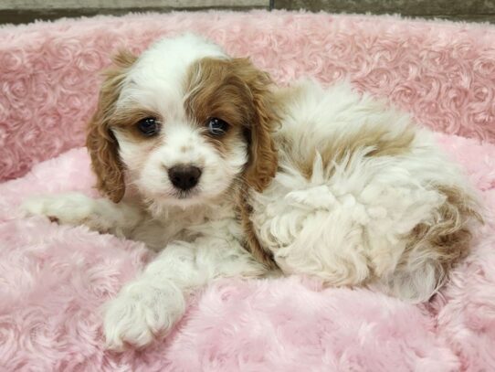 Dogs near me for sale discount