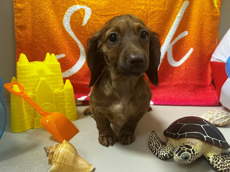 Miniature Dachshund Puppies For Sale Petland San Antonio, TX