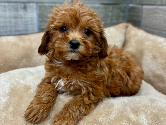 Puppies for Sale Petland San Antonio TX