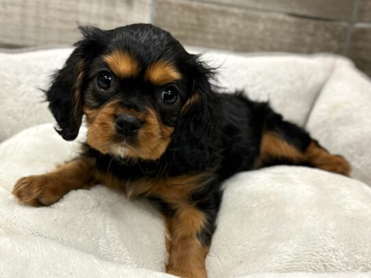 [#10378] Black & Tan Male Cavalier King Charles Spaniel Puppies for Sale