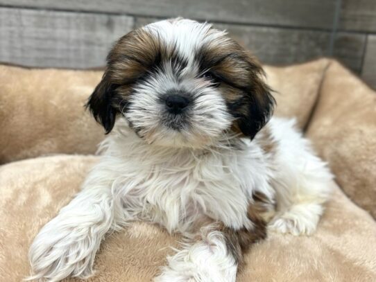 [#10394] Red & White Male Shih Tzu Puppies for Sale