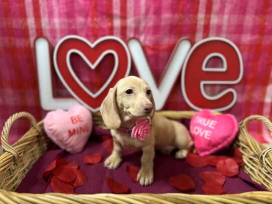 [#7493] isb Female Miniature Dachshund Puppies for Sale