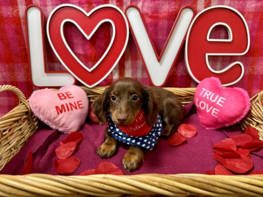 [#7489] chlt & tn Male Miniature Dachshund Puppies for Sale