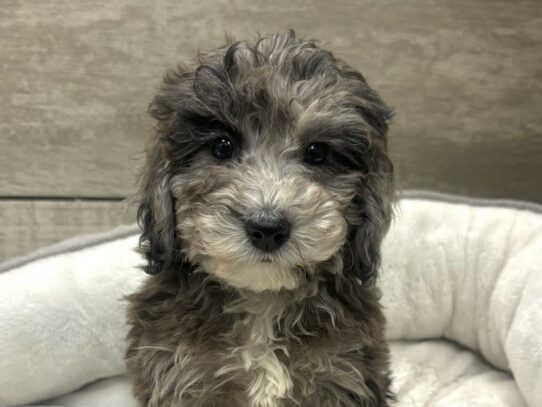 [#10409] Blue Merle Female Cavapoo Puppies for Sale