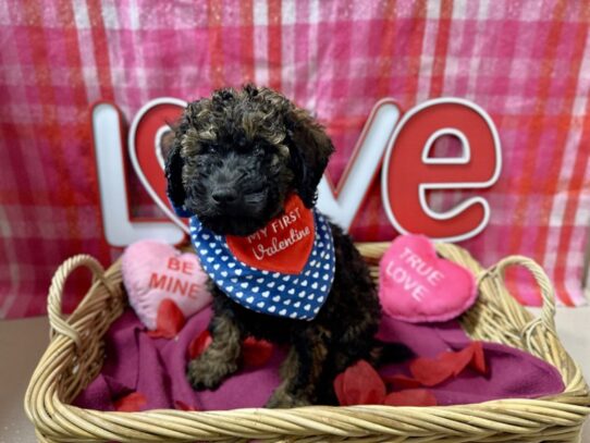 [#7507] blk mrl Male Miniature Poodle Puppies for Sale