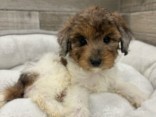 [#10416] Chocolate Merle & White Male Miniature Poodle Puppies for Sale