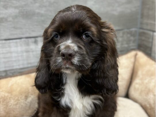[#10426] Chocolate Sable Male Cocker Spaniel Puppies for Sale