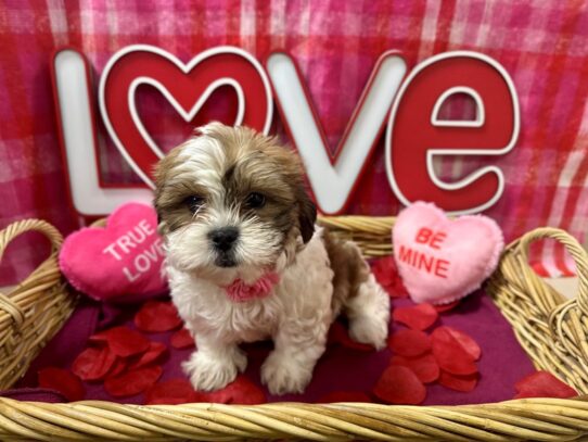 [#7518] br & wh Female Teddy Bear Puppies for Sale